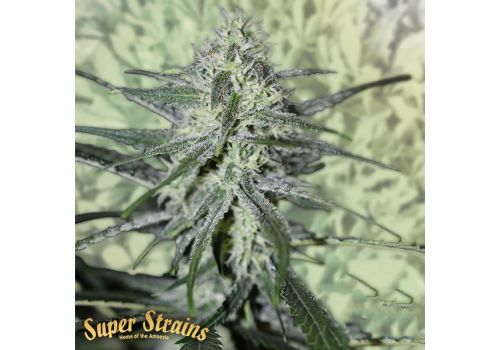 Super Strains Seeds Automatic Fini