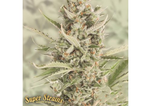 Super Strains Seeds 7th Wave
