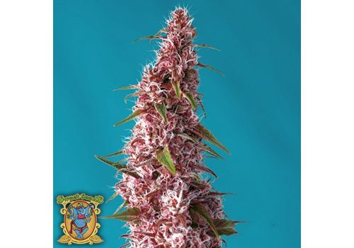 Sweet Seeds AUTO Red Pure CBD