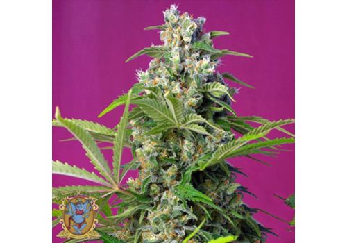 Sweet Seeds Gorilla Girl