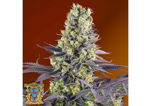 Sweet Seeds Sweet Zkittlez