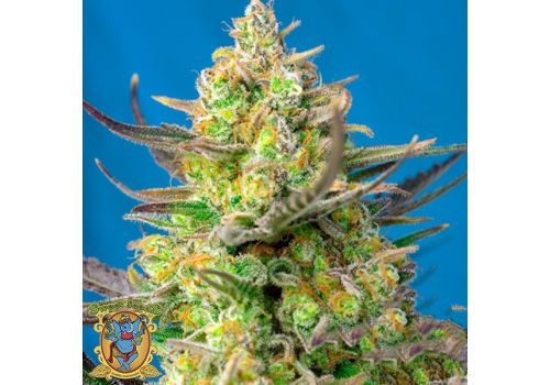 Sweet Seeds AUTO Sweet Cheese XL
