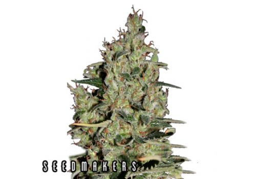 Seedmakers Seeds Auto Critical