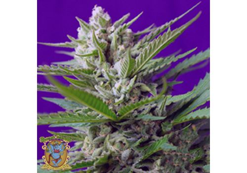 Sweet Seeds AUTO Speed Devil #2