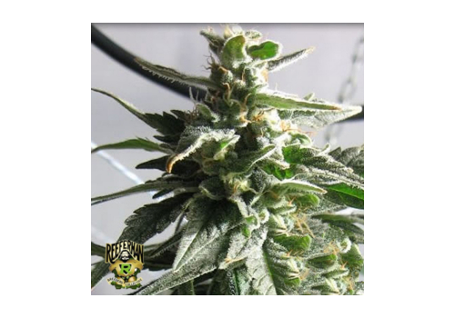 Reeferman Seeds BC Gold