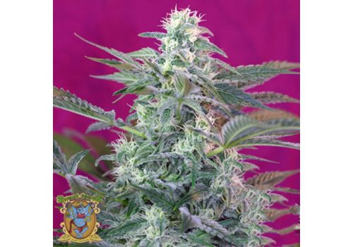 Sweet Seeds Big Foot