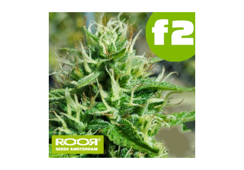 RooR Seeds f2 Big Critical