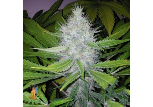 Sativa Seeds Blackberry