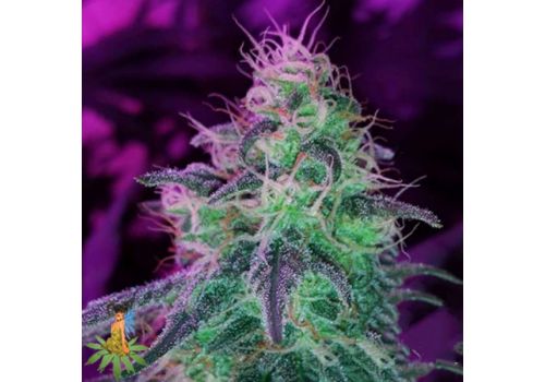 Sativa Seeds Blackjack