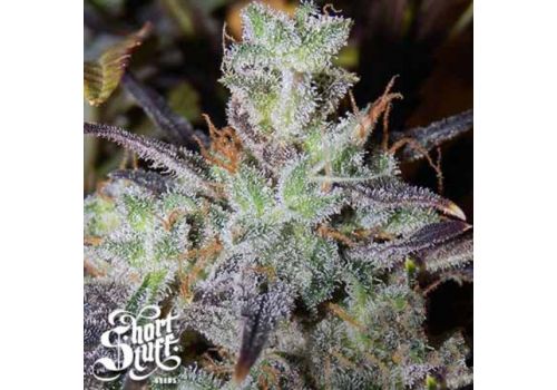 Short Stuff Seeds Blue Himalaya