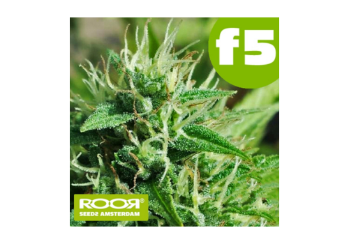 RooR Seeds f5 Blue Mazar