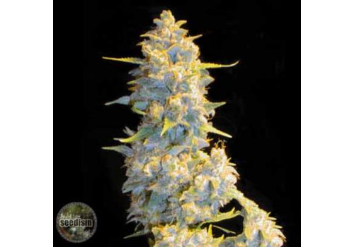 Seedism Seeds BLZ BUD
