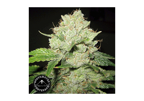 Sagarmatha Seeds California Train Wreck