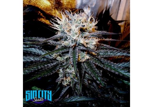 SinCity Seeds Cancers Nightmare