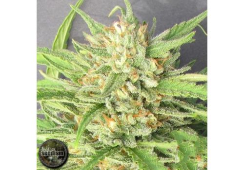 Seedism Seeds Champagne Kush