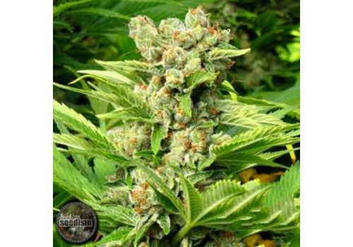 Seedism Seeds Exodus AKA Cheese