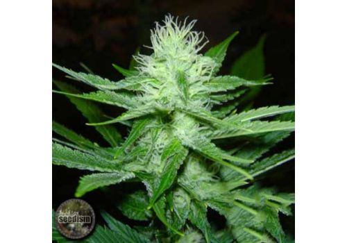 Seedism Seeds Cheese Wreck
