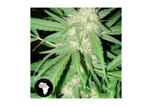 Seeds Of Africa Coffee Gold