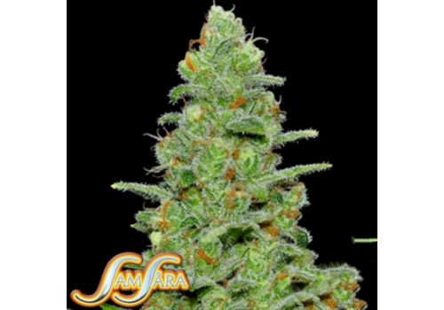 Samsara Seeds Crazy Miss Hyde AUTO