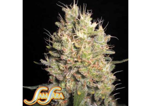 Samsara Seeds Crazy Miss Hyde