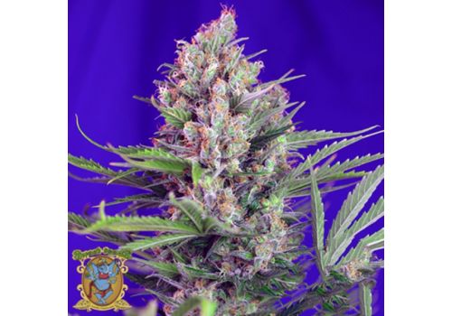 Sweet Seeds Cream Mandarine Fast Version