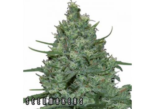 Seedmakers Seeds Critical