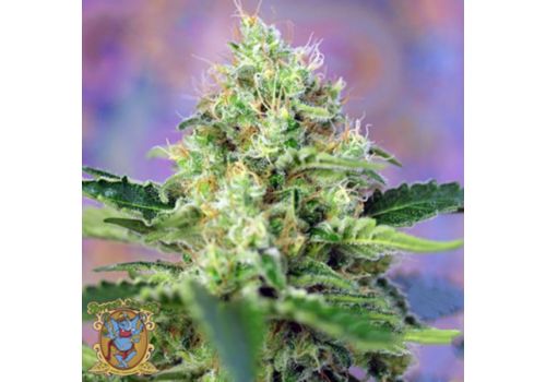 Sweet Seeds Crystal Candy