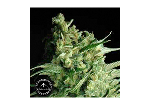 Sagarmatha Seeds Double Bubbleberry
