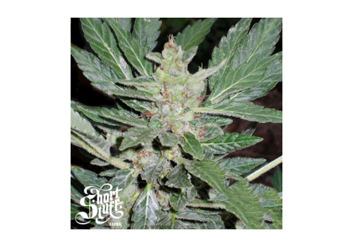 Short Stuff Seeds Dr Feelgood