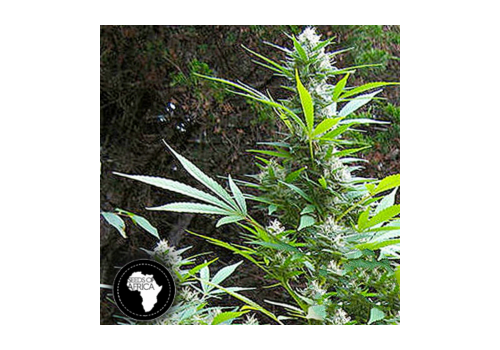 Seeds Of Africa Durban Magic