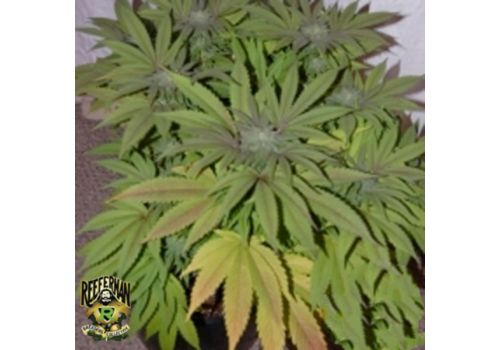 Reeferman Seeds Early Purple Kush