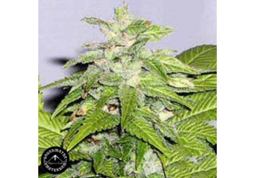 Sagarmatha Seeds Early Riser