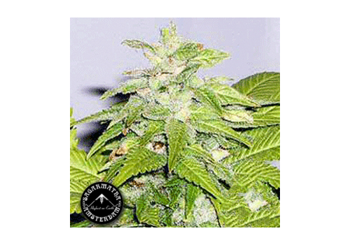 Sagarmatha Seeds Early Bird Skunk