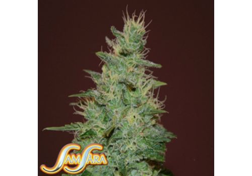 Samsara Seeds El Alquimista AUTO