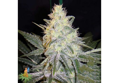 Sativa Seeds Eldorado
