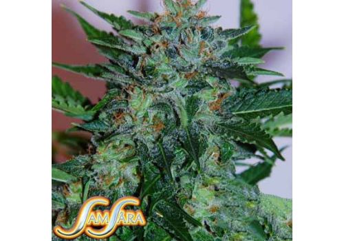 Samsara Seeds Flash Babylon Automatic