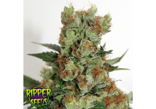 Ripper Seeds Fuel OG