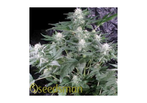 Seedsman Seeds G13 Haze