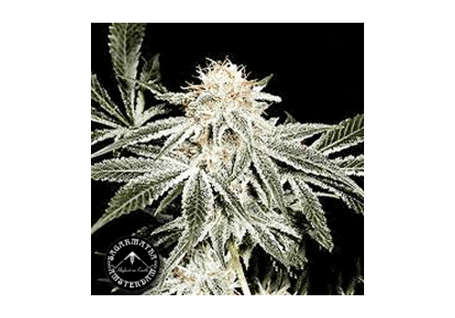 Sagarmatha Seeds Gardeners Choice