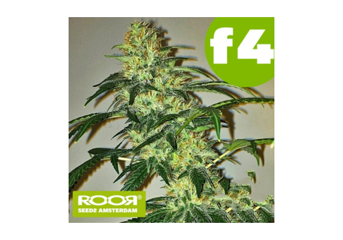 RooR Seeds f4 Grand OG