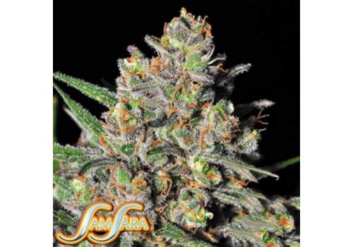 Samsara Seeds Green Love Potion