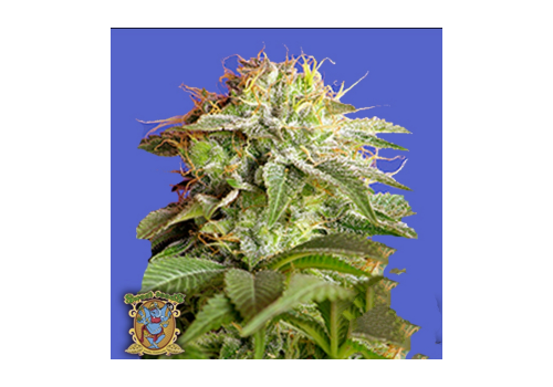 Sweet Seeds Green Poison Fast Version