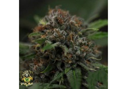 Reeferman Seeds Harmony