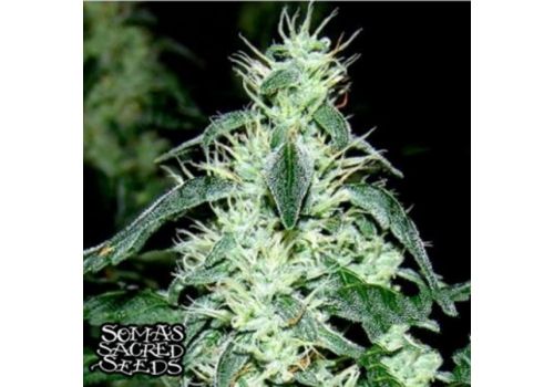 Soma Seeds Hash Heaven