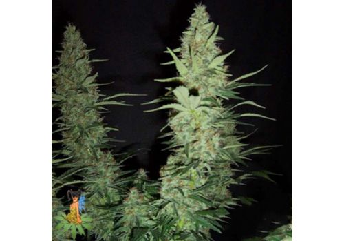 Sativa Seeds Hawaii Maui Waui