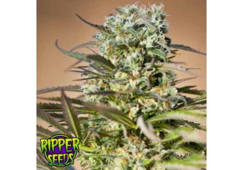 Ripper Seeds Hawaiian Wave