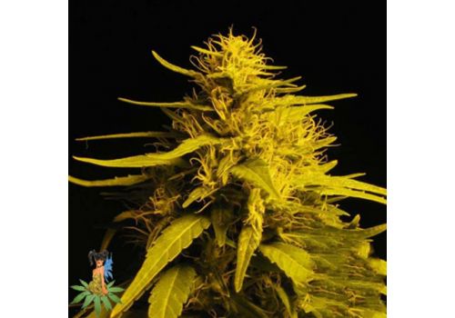 Sativa Seeds Haze #1 AKA Haze #13