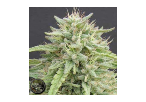 Seedism Seeds Hippie Killer