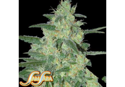 Samsara Seeds Holy Grail 69