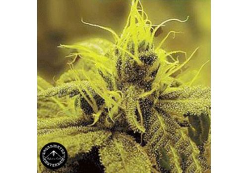 Sagarmatha Seeds Honolulu Haze